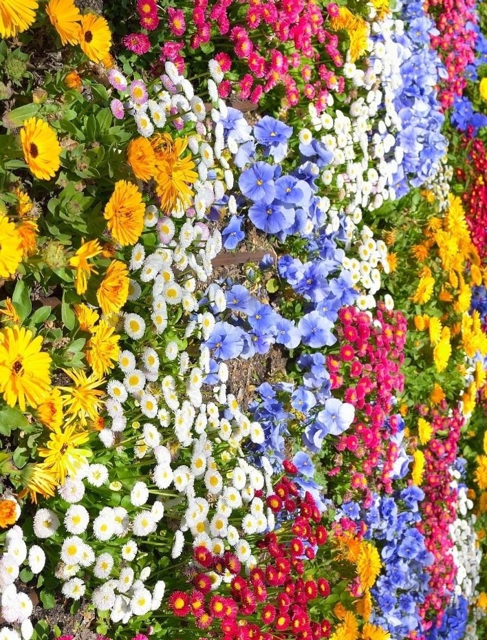 Denizli Mevsimlik Çiçek