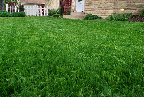 Dört Mevsim Sararmayan Çim Tohumu